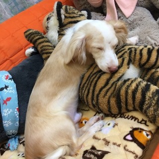 ペッパーくん　チワワとダックスのハーフ？