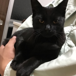 エイズ陽性 とても人懐っこい黒猫の男の子です！
