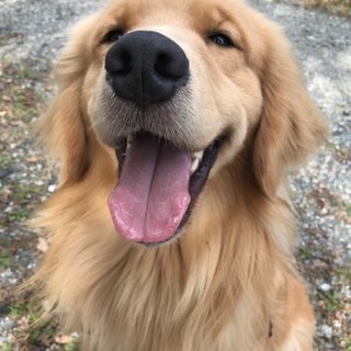 フラン（ゴールデン）