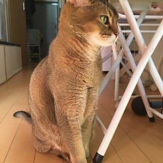 血統書有り☆甘えん坊のアメリカンカール☆男のコです