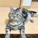 保健所からレスキュー甘えん坊男の子