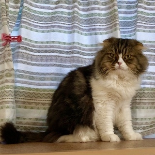 保健所からレスキュー大人しい男の子