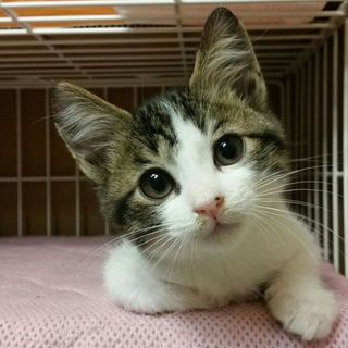 超超人懐こい２ヶ月齢男の子ヨゼフ太郎