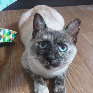 【保健所から引き出し】性格花マルのネコちゃん