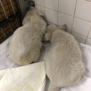 緊急です。9.5朝まで。小柄な男の子です。