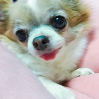あんず