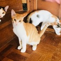 可愛い子猫の男の仔里親募集