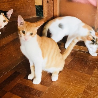 可愛い子猫の男の仔里親募集