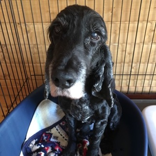 イングリッシュコッカー♂12歳里親募集