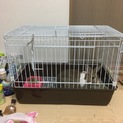 急募！ミニウサギのみんとちゃんの飼い主募集！