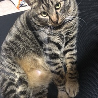 にゃん