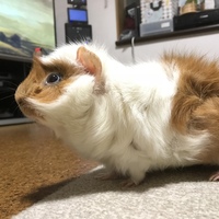 なっちゃん