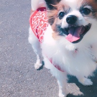 メロティ