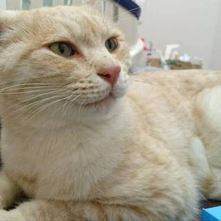 勇ましいルックスに甘々な性格の子です。