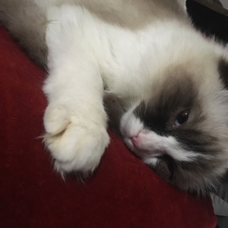 ラグドール2歳男の子