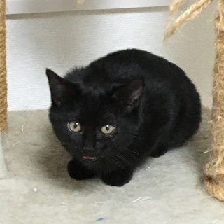 幸せを運んでくる黒猫ちゃんです
