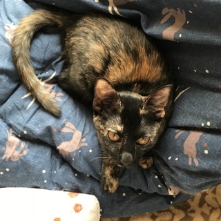 元気いっぱいなチコちゃん