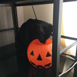 ハロウィンとか関係ないよ