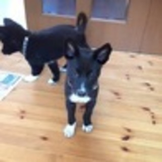 生後約2ヶ月もふもふの9匹の子犬