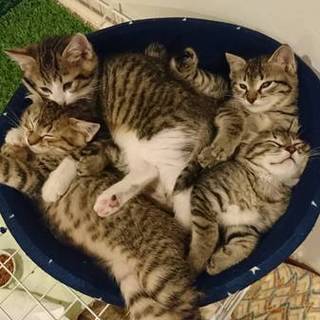 子猫の里親さん募集！