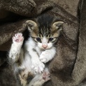 子猫の里親さん募集