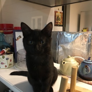 幸せを運んでくる黒猫ちゃんです