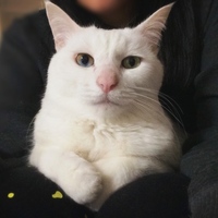 みいこ