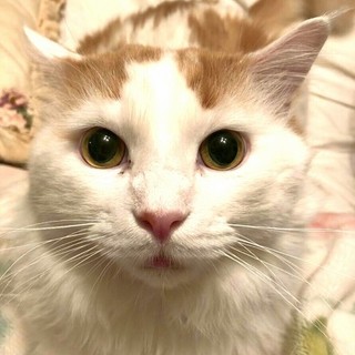 長毛種の男の子♪