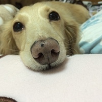 とうま