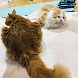 「もふもふ」サムネイル1