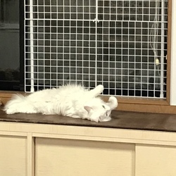 「もふもふ」サムネイル2