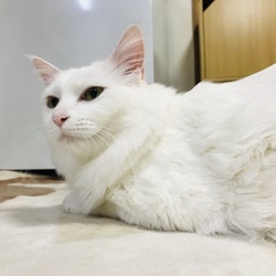 「もふもふ」サムネイル3