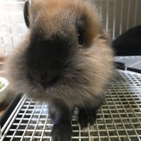 ムギ