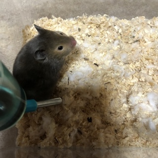 再度ハムスターの里親さん募集