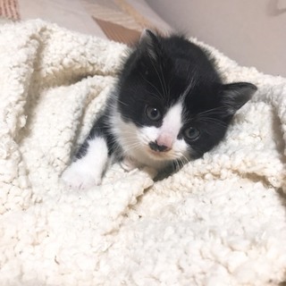 白黒 子猫 生後1月前後