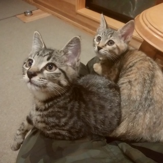 【決定】やんちゃで甘えん坊の男の子