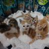 6匹兄妹・茶白のトムくん、医療済 サムネイル5