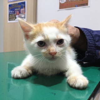 6匹兄妹・茶白のトムくん、医療済