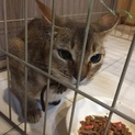 迷い猫を保護！恐らく赤ちゃんを身籠っています。