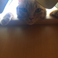 ちくわ