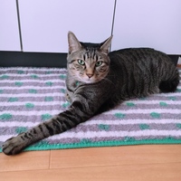 ころ