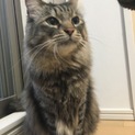 ミックス 5歳 オス 保護猫