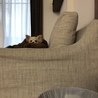 の写真