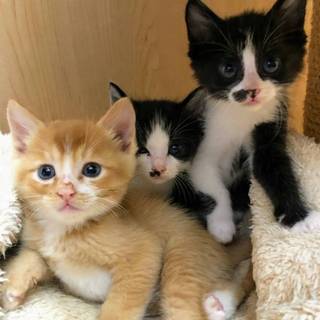 1ヶ月子猫