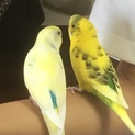 セキセインコ２羽