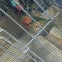 コザクラインコペア