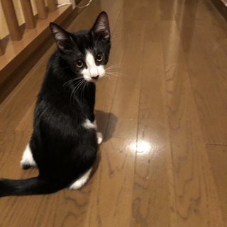 八割れの男の子六か月です。