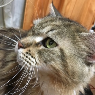 優しい方に貰って頂けました！ありがとうございました