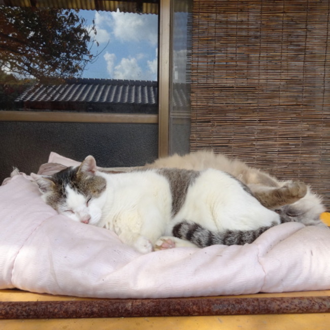 jabomamaのカバー写真