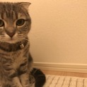 甘えんぼのスコティッシュ